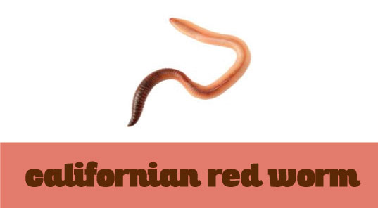 lombrico rosso della california